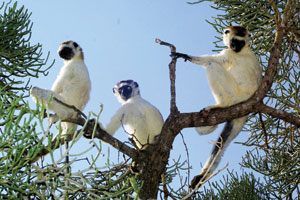 White Sifakas enjoy the sun in the threatened spiny forest White Sifakas